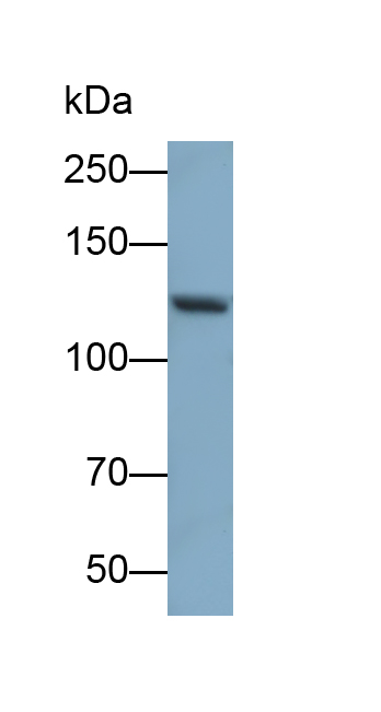 Polyclonal Antibody to Integrin Alpha M (CD11b)