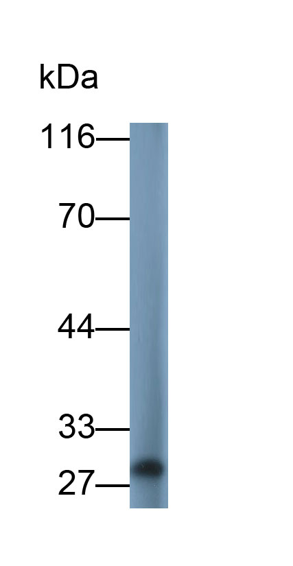 Polyclonal Antibody to Interleukin 28A (IL28A)