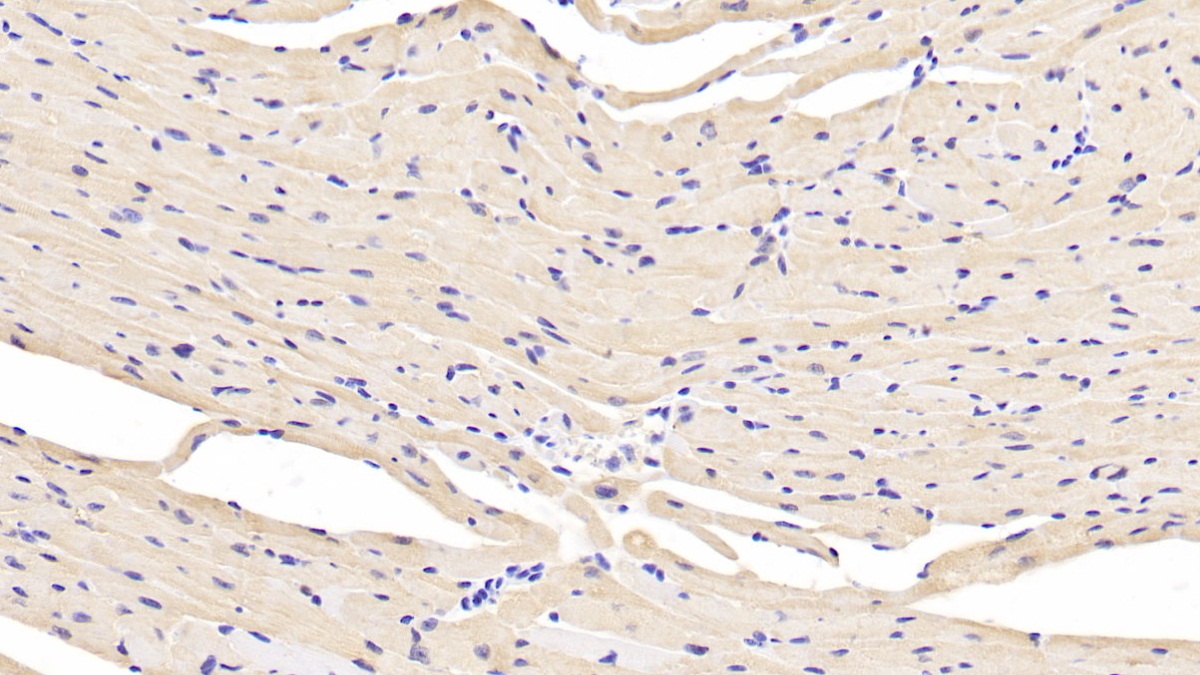 Polyclonal Antibody to Lactate Dehydrogenase B (LDHB)