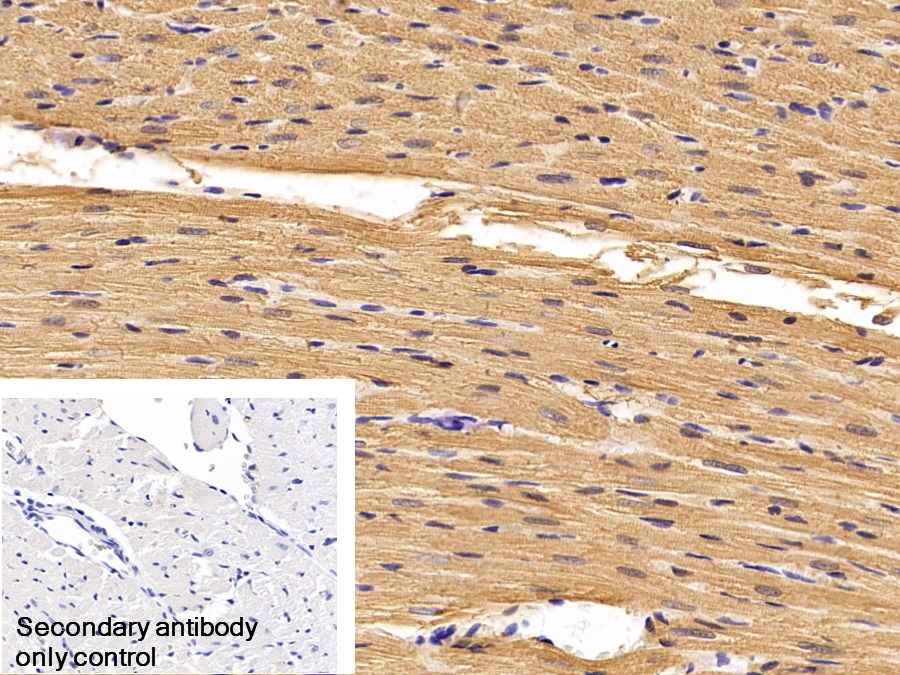 Polyclonal Antibody to Lactate Dehydrogenase B (LDHB)