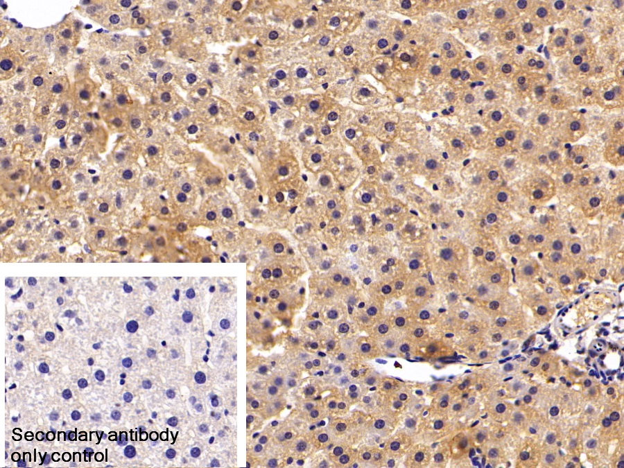 Polyclonal Antibody to Lactate Dehydrogenase B (LDHB)