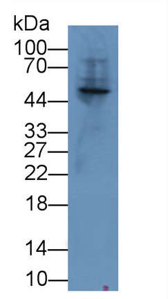 Polyclonal Antibody to Angiopoietin Like Protein 3 (ANGPTL3)