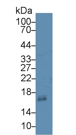 Polyclonal Antibody to Defensin Alpha 1, Neutrophil (DEFa1)