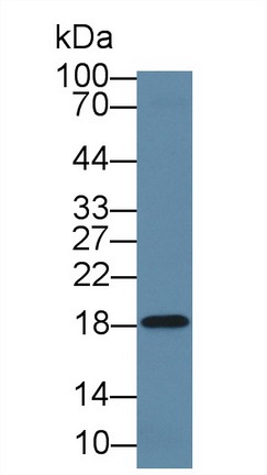 Polyclonal Antibody to Lipocalin 1 (LCN1)