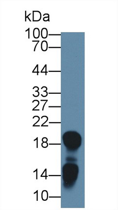 Polyclonal Antibody to Lipocalin 1 (LCN1)