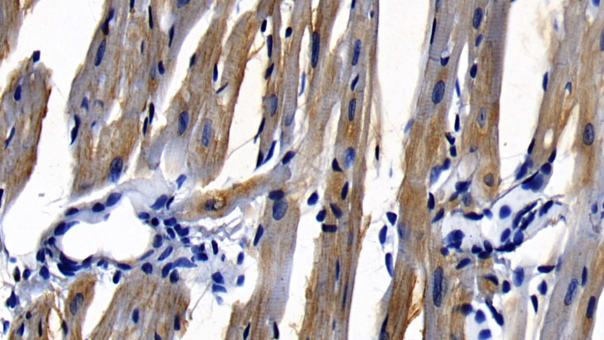 Polyclonal Antibody to Myeloid Differentiation Factor 88 (MyD88)