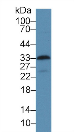 Polyclonal Antibody to Glycophorin C (GYPC)