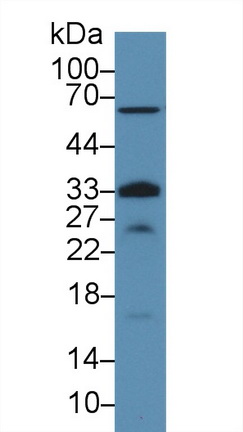 Polyclonal Antibody to Glycophorin C (GYPC)