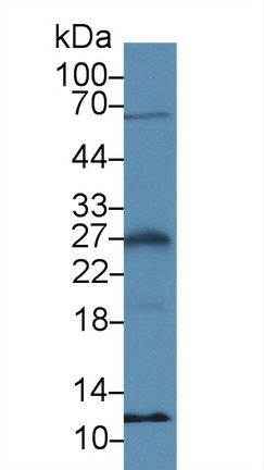 Polyclonal Antibody to Glycophorin C (GYPC)