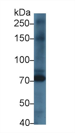 Polyclonal Antibody to Kell Protein (KEL)