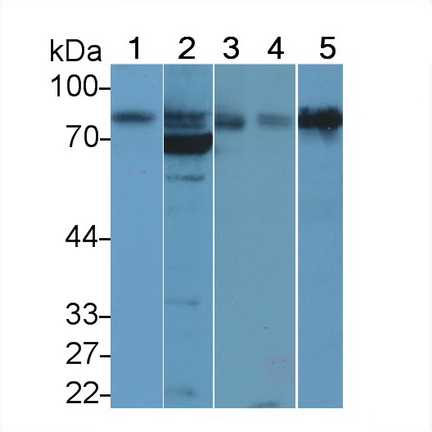 Polyclonal Antibody to Basal Cell Adhesion Molecule (BCAM)