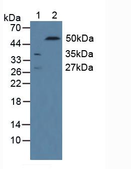 Polyclonal Antibody to Cluster of Differentiation 244 (CD244)