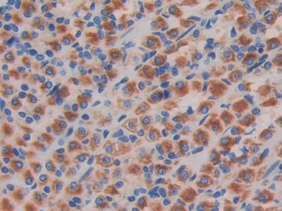 Polyclonal Antibody to Cluster of Differentiation 244 (CD244)