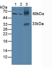 Polyclonal Antibody to Bone Morphogenetic Protein 9 (BMP9)