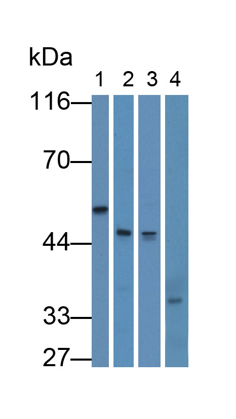 Polyclonal Antibody to Cluster Of differentiation 299 (CD299)