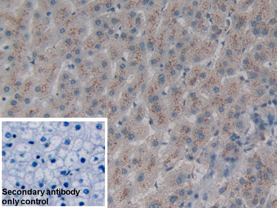 Polyclonal Antibody to Cluster Of differentiation 301 (CD301)