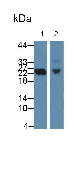 Polyclonal Antibody to Cluster Of differentiation 301 (CD301)