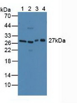 Polyclonal Antibody to Cluster Of differentiation 301 (CD301)