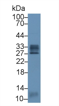 Polyclonal Antibody to C-Type Lectin Domain Family 13, Member A (CLEC13A)