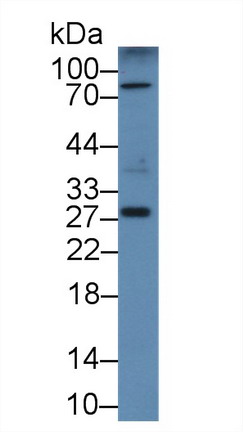 Polyclonal Antibody to C-Type Lectin Domain Family 13, Member A (CLEC13A)