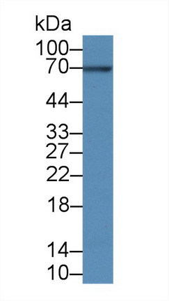 Polyclonal Antibody to B-Cell CLL/Lymphoma 3 (Bcl3)