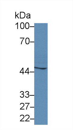 Polyclonal Antibody to Caspase 4 (CASP4)