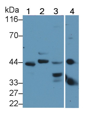 Polyclonal Antibody to Caspase 4 (CASP4)