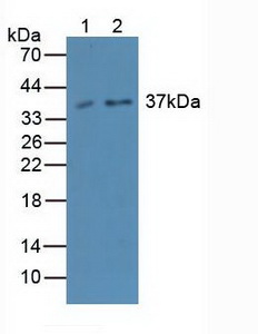 Polyclonal Antibody to Caspase 4 (CASP4)