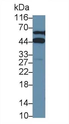 Polyclonal Antibody to Caspase 4 (CASP4)