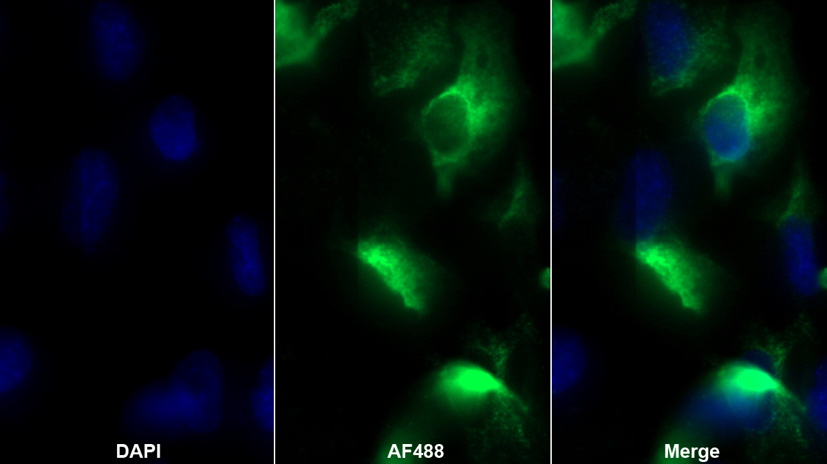 Polyclonal Antibody to Caspase 4 (CASP4)