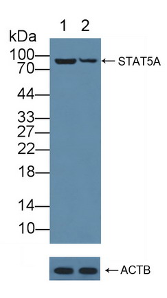 Polyclonal Antibody to Signal Transducer And Activator Of Transcription 5A (STAT5A)