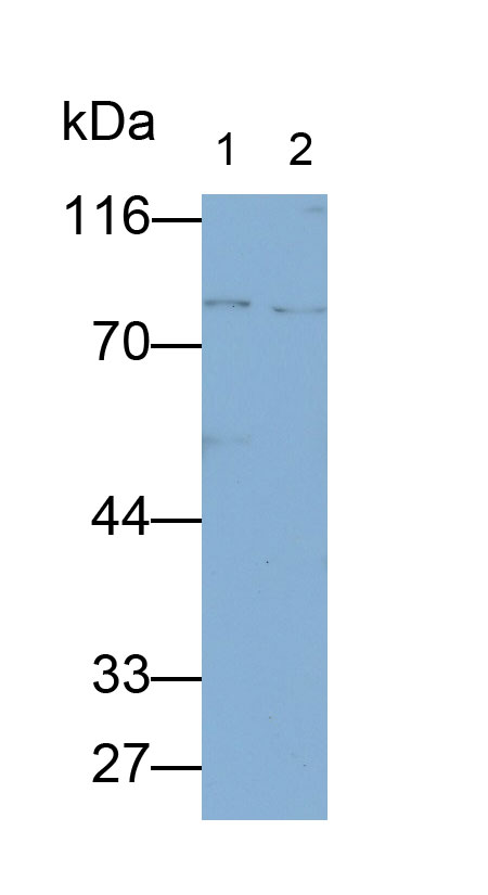 Polyclonal Antibody to Signal Transducer And Activator Of Transcription 1 (STAT1)