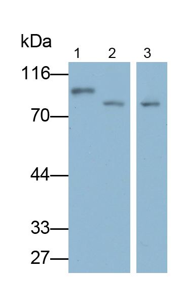 Polyclonal Antibody to Signal Transducer And Activator Of Transcription 3 (STAT3)