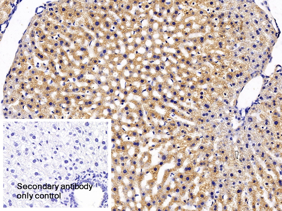 Polyclonal Antibody to Signal Transducer And Activator Of Transcription 3 (STAT3)