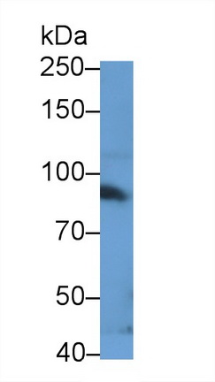 Polyclonal Antibody to Signal Transducer And Activator Of Transcription 3 (STAT3)