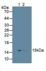 Polyclonal Antibody to Ubiquitin D (UBD)