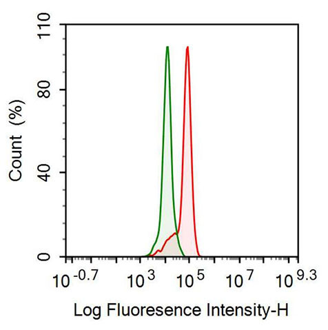 Polyclonal Antibody to Phosphofructokinase, Platelet (PFKP)