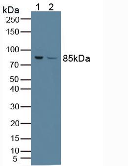 Polyclonal Antibody to Phosphofructokinase, Platelet (PFKP)