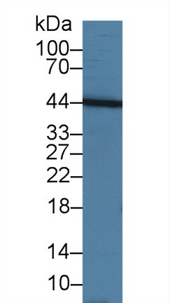 Polyclonal Antibody to Tumor Necrosis Factor Ligand Superfamily, Member 13 (TNFSF13)