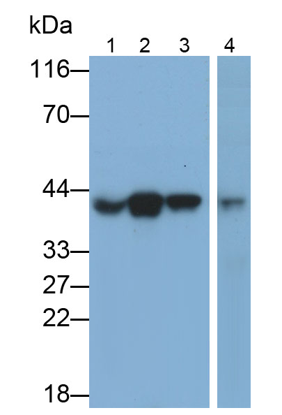 Polyclonal Antibody to Major Histocompatibility Complex Class I E (MHCE)