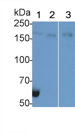 Polyclonal Antibody to Glutamate Receptor Interacting Protein 1 (GRIP1)