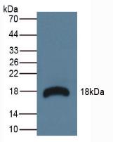 Polyclonal Antibody to Ribonuclease A3 (RNASE3)