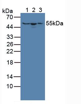 Polyclonal Antibody to Hydroxymethylglutaryl Coenzyme A Synthase (HMGCS)