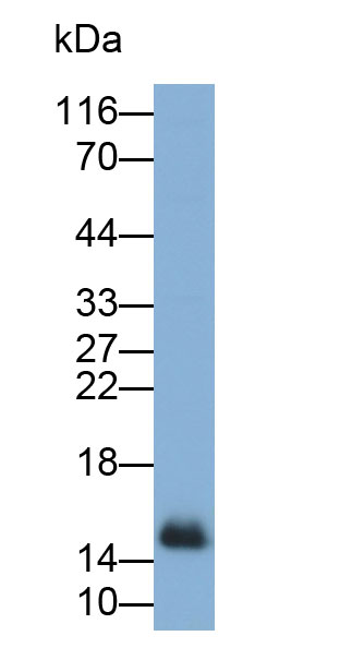 Polyclonal Antibody to Regenerating Islet Derived Protein 1 Alpha (REG1a)