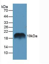 Polyclonal Antibody to Regenerating Islet Derived Protein 1 Alpha (REG1a)