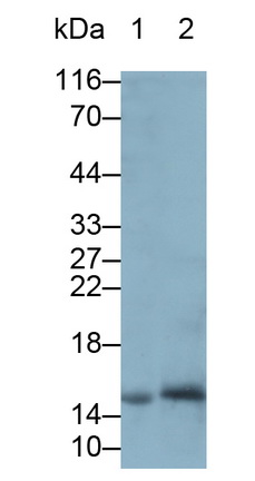 Polyclonal Antibody to Regenerating Islet Derived Protein 1 Alpha (REG1a)