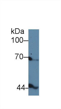 Polyclonal Antibody to Inhibin Beta B (INHbB)