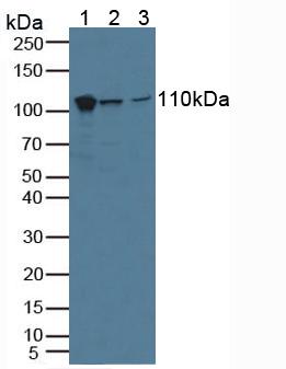 Polyclonal Antibody to Major Vault Protein (MVP)