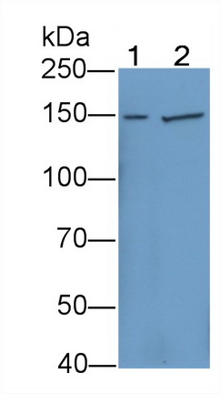 Polyclonal Antibody to Prostaglandin F2 Receptor Negative Regulator (PTGFRN)