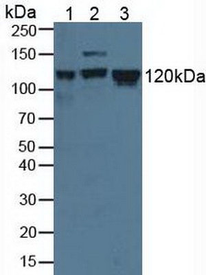 Polyclonal Antibody to Minichromosome Maintenance Deficient 2 (MCM2)